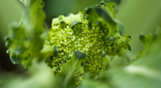 broccolis-yeux broccolis-yeux