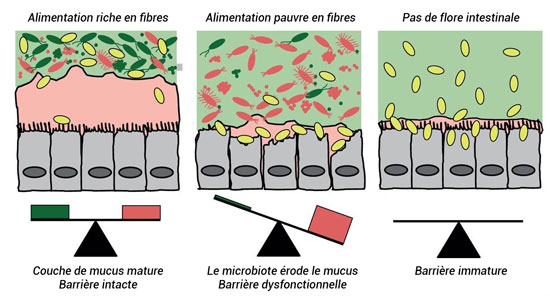 Microbiote et fibres Microbiote et fibres