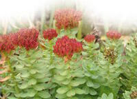 Rhodiola